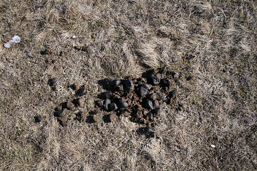 051 - Crimea March 13-38-08.jpg